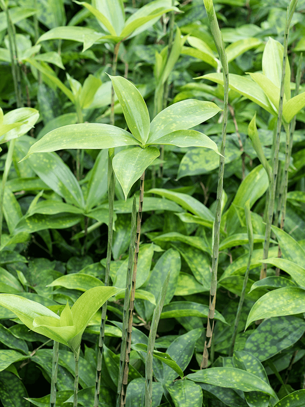 Dracaena Surculosa - Hercs